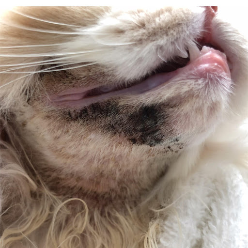 皮膚病紹介 猫のざ瘡 猫にもニキビができるんです シリウス犬猫病院