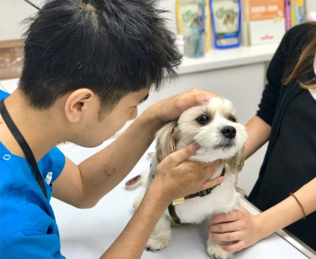 ご予約からお帰りまでの流れ シリウス犬猫病院