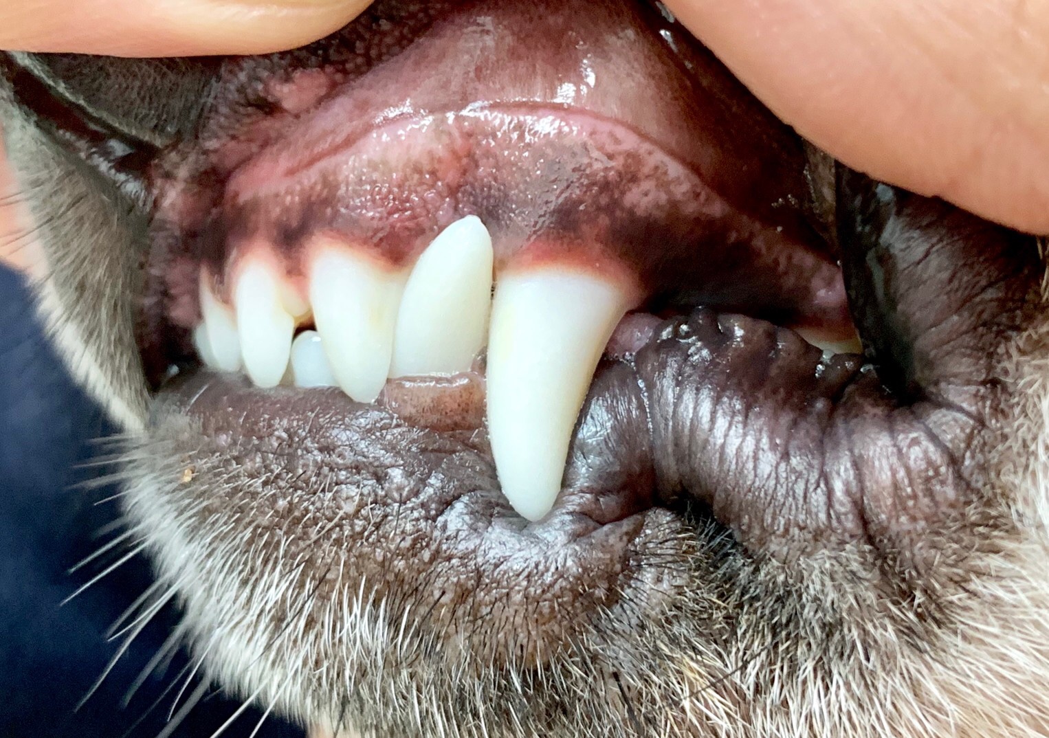 犬の歯 何本か知ってる 醴 シリウス犬猫病院