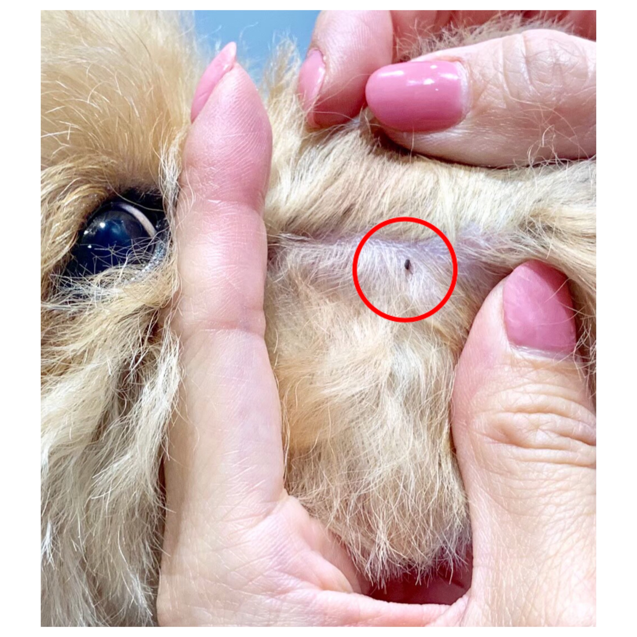 愛犬・愛猫にノミを見つけてしまったら… - シリウス犬猫病院