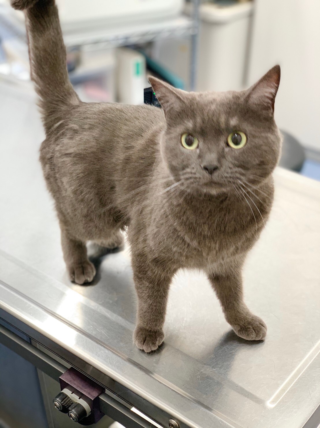 5月 猫の健康診断キャンペーン🐱💉 - シリウス犬猫病院