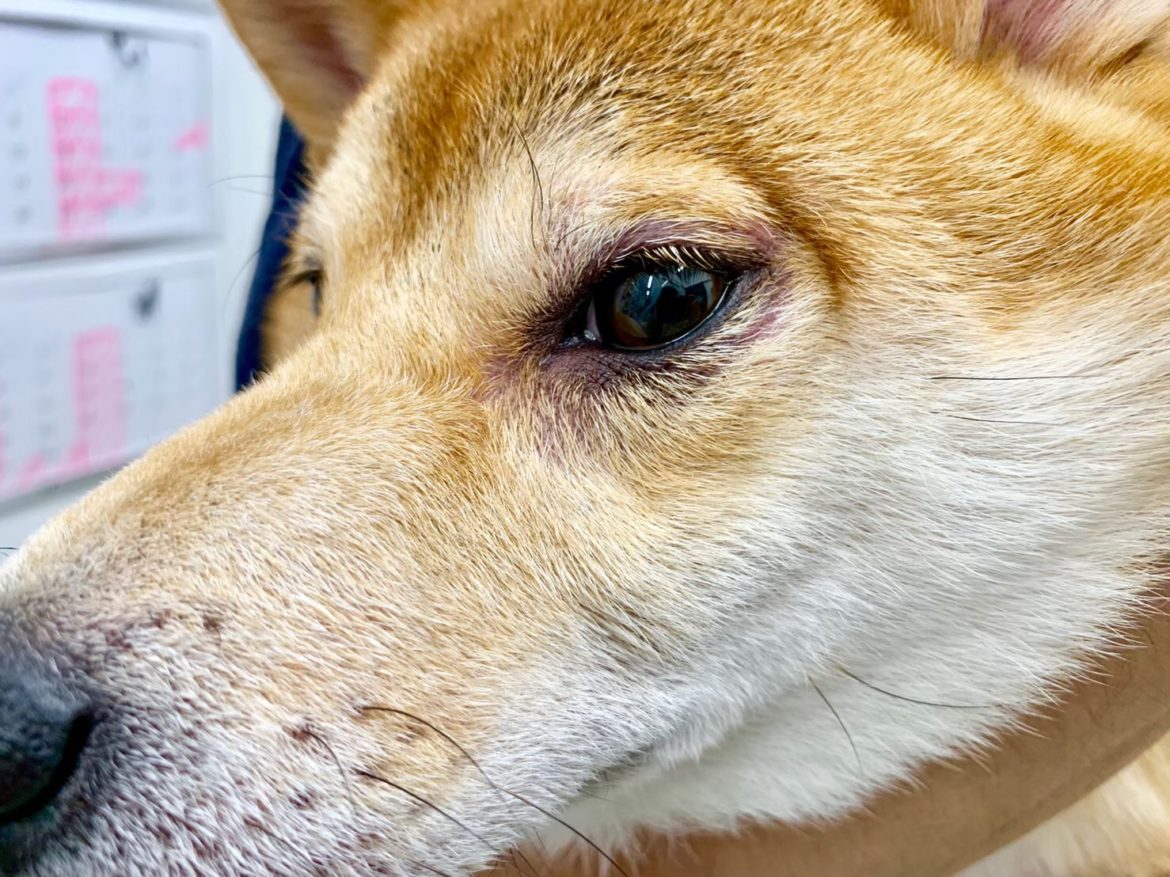 犬アトピー性皮膚炎の体質改善薬 “インタードッグ” シリウス犬猫病院