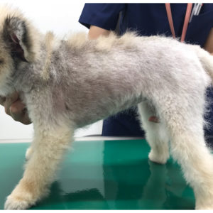 ポメラニアンに多い皮膚疾患 シリウス犬猫病院