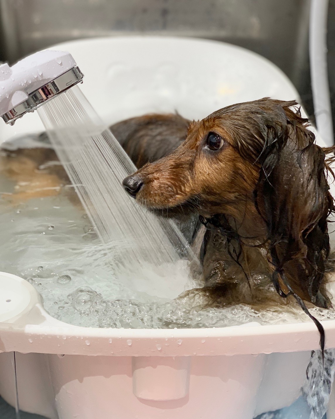 マイクロバブルって何ですか シリウス犬猫病院