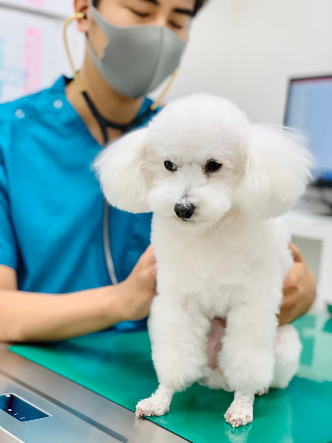 黄色い液体を吐いた シリウス犬猫病院