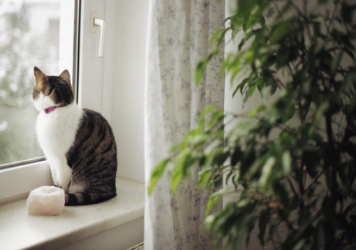 危険な植物 シリウス犬猫病院