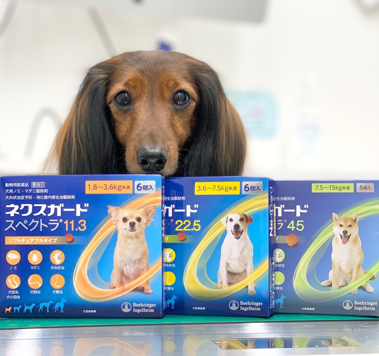 オールインワン予防薬とは💊❓ - シリウス犬猫病院