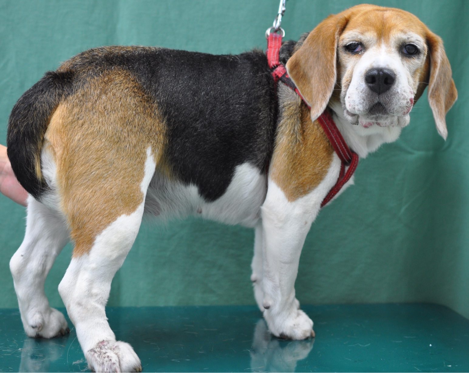  4. 気分と記憶の変化