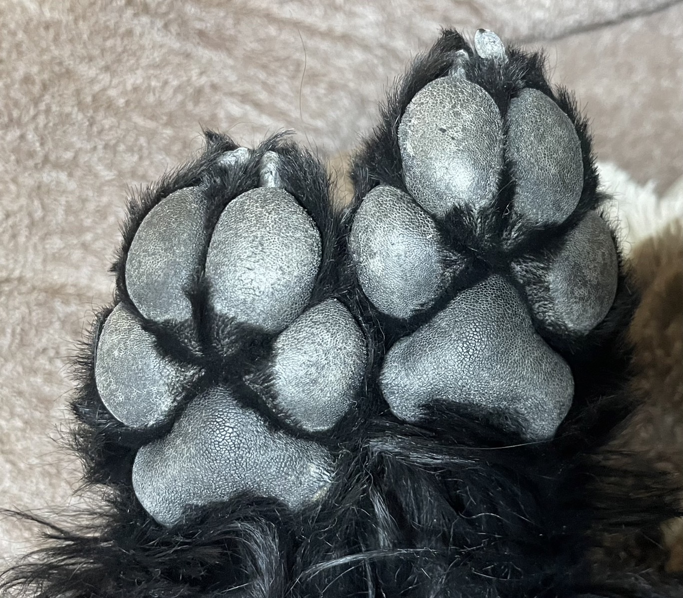 肉球ケアのすすめ🐾 - シリウス犬猫病院